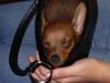 Zwergpinscher Foto: phoebe (ID 23793) Zwergpinscher Hund