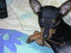 Zwergpinscher Foto: tiffany (ID 33973) Zwergpinscher Hund