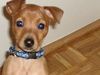 Zwergpinscher Foto: Lia mit 9 Wochen *sweet* (ID 18086) Zwergpinscher Hund