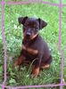 Zwergpinscher Foto: Amor v. Camp Achensee (ID 1640) Zwergpinscher Hund