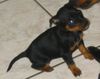 Zwergpinscher Foto: Aícha mit 5 Wochen (ID 17859) Zwergpinscher Hund
