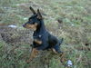 Zwergpinscher Foto: AYK (ID 27924) Zwergpinscher Hund