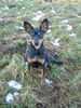 Zwergpinscher Foto: AYK (ID 27925) Zwergpinscher Hund