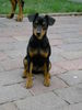 Zwergpinscher Foto: Zwergpinscher Aik (ID 25443) Zwergpinscher Hund
