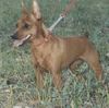 Zwergpinscher Foto (ID 19315) Zwergpinscher Hund