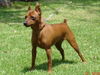 Zwergpinscher Foto: Alice Di kristianden ( 18 mesi ) (ID 27738) Zwergpinscher Hund
