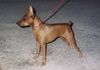 Zwergpinscher Foto: Alice Di kristianden ( 12 mesi ) (ID 22067) Zwergpinscher Hund