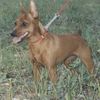 Zwergpinscher Foto: Alice Di kristianden ( 12 mesi ) (ID 22066) Zwergpinscher Hund