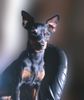 Zwergpinscher Foto: Bafi, 10 Monate (ID 10894) Zwergpinscher Hund