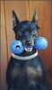 Zwergpinscher Foto: ASWAN VOM KÖSSLBACHTAL (ID 1643) Zwergpinscher Hund