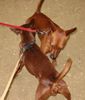 Zwergpinscher Foto: Leroy (Luca) vom Zemp und Freundin (ID 16738) Zwergpinscher Hund