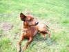 Zwergpinscher Foto: Max 10 Mohate (ID 21642) Zwergpinscher Hund
