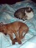 Zwergpinscher Foto: Tyson u. sein bester Kumpel Lucky (ID 37564) Zwergpinscher Hund