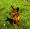 Zwergpinscher Foto (ID 23093) Zwergpinscher Hund