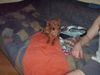 Zwergpinscher Foto: Tyson zwergdackel-rehpinschermix (ID 37541) Zwergpinscher Hund