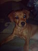 Zwergpinscher Foto: Tyson zwergdackel-rehpinschermix (ID 37562) Zwergpinscher Hund