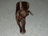 Zwergpinscher Foto: phoebe (ID 21551) Zwergpinscher Hund