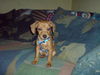 Zwergpinscher Foto: Tyson zwergdackel-rehpinschermix (ID 37561) Zwergpinscher Hund