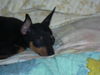Zwergpinscher Foto: tiffany (ID 33970) Zwergpinscher Hund