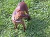 Zwergpinscher Foto: meine keine phoebe ist 11monate (ID 21552) Zwergpinscher Hund