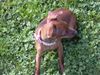 Zwergpinscher Foto: ich 25 cm gorß (phoebe) (ID 21553) Zwergpinscher Hund