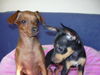 Zwergpinscher Foto: tiffany and phoebe (ID 33974) Zwergpinscher Hund