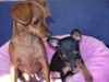 Zwergpinscher Foto: tiffany and phoebe (ID 33975) Zwergpinscher Hund