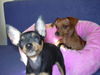 Zwergpinscher Foto: tiffany and phoebe (ID 33978) Zwergpinscher Hund
