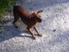 Zwergpinscher Foto: phoebe (ID 33979) Zwergpinscher Hund