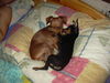 Zwergpinscher Foto: phoebe and tiffany (ID 33980) Zwergpinscher Hund