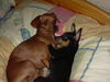 Zwergpinscher Foto: phoebe and tiffany (ID 33981) Zwergpinscher Hund