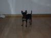 Zwergpinscher Foto: tiffany (ID 33986) Zwergpinscher Hund