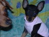 Zwergpinscher Foto: tiffany (ID 33987) Zwergpinscher Hund