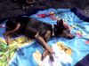 Zwergpinscher Foto: Sammy auf La Palma (ID 22574) Zwergpinscher Hund