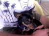 Zwergpinscher Foto: Mikki auf La Palma (ID 21482) Zwergpinscher Hund