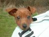 Zwergpinscher Foto: es ist sooo schön hier!!! (ID 19905) Zwergpinscher Hund
