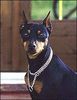 Zwergpinscher Foto: Bjsg98, Ö-Jugendchamp., Italienischer Vererbungs-Ch BRENDA VON SCHLOSS BERGE (ID 1645) Zwergpinscher Hund