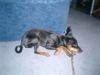 Zwergpinscher Foto: Mein Ivanhoe beim Spielen. Der schönste Zwergpinscher der Welt. (ID 5105) Zwergpinscher Hund