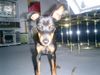 Zwergpinscher Foto: Mein Ivenhoe (ID 5110) Zwergpinscher Hund