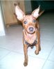 Zwergpinscher Foto: Princess (ID 6087) Zwergpinscher Hund