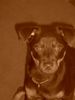 Zwergpinscher Foto: Das ist der Gentleman, PARO !!! (ID 26061) Zwergpinscher Hund