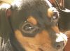 Zwergpinscher Foto: Unser kleiner Angel (ID 19617) Zwergpinscher Hund