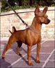 Zwergpinscher Foto: NordUHV2002 Finland-Winner2002 THENEICAN'S CODY (ID 1644) Zwergpinscher Hund
