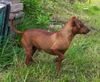 Zwergpinscher Foto (ID 2600) Zwergpinscher Hund
