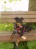 Zwergpinscher Foto: Eloy von der Rheinebene (ID 12351) Zwergpinscher Hund