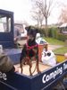 Zwergpinscher Foto: Eloy von der Rheinebene auf Entdeckungstour (ID 12349) Zwergpinscher Hund