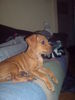 Zwergpinscher Foto: Tyson zwergdackel-rehpinschermix (ID 37563) Zwergpinscher Hund