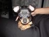 Zwergpinscher Foto: Unsere Coco (ID 6067) Zwergpinscher Hund