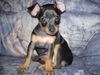 Zwergpinscher Foto: Unsere Coco (ID 6068) Zwergpinscher Hund