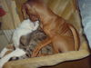 Zwergpinscher Foto: Bussi!! (ID 37804) Zwergpinscher Hund